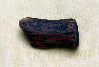 藏品(鹿角基部)的圖片